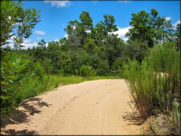 Sandy ATV trail winding though various scrub brush and pine trees.