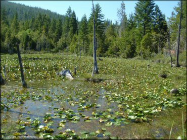 Scenery at Rattlesnake Ridge Area Trail