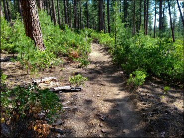 Three Trails OHV System