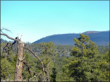 A close up scecnic photo of pine trees and rolling hills.