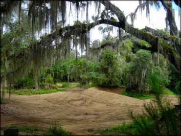 A scenic view of Spanish moss hanging from tree with ATV play area in the background.