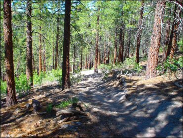 Some terrain at Mammoth Lakes Trail