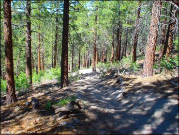 A trail at Mammoth Lakes Trail