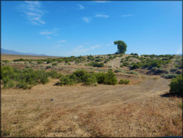 Scenic photo of cottonwood tree surrounded by various sagebrush.