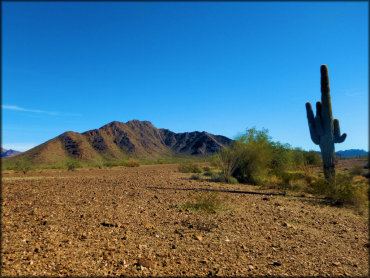 A scenic landscape of a cactus with hills in the background.