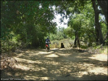 CRF150F dirt bike going riding through an ATV trail surrounded by trees.