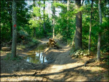 Example of terrain at Freetown-Fall River State Forest Trail