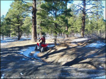 Rider on Honda TRX 250EX riding on makeshift track through pine trees.