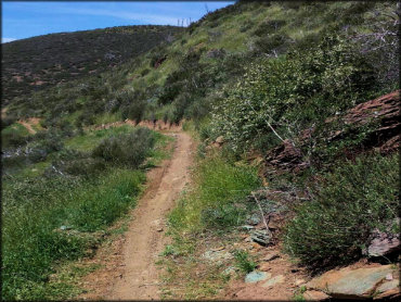 Narrow single track trail with off camber turns.