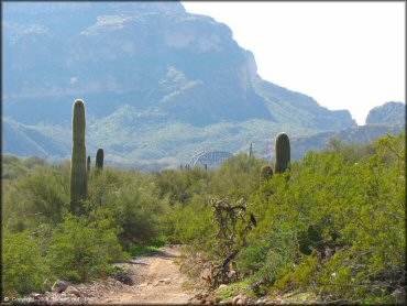 Saguaro and cholla cactus with bridge in the background.