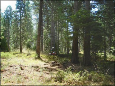 Honda CRF Trail Bike at Elkins Flat OHV Routes Trail