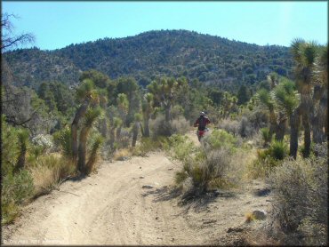 OHV trail surrounded by Joshua trees.