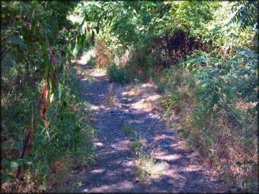 A trail at Council Grove Lake ORV Area Trail