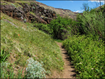 Narrow single track motorcycle trail surrounded by various vegetation and winding by rock croppings.