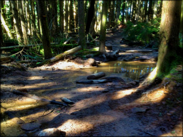 A close up photo of a muddy 4x4 trail with rocks, roots and tree logs.