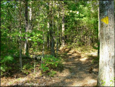 Some terrain at F. Gilbert Hills State Forest Trail