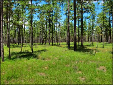 A scenic portion of pine trees and green grass.