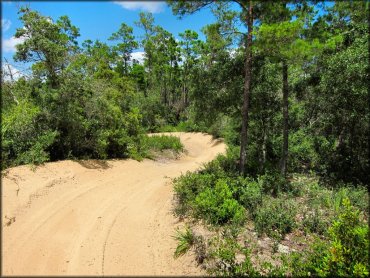 Sandy ATV trail winding though palmetto bushes and pine trees.