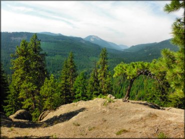 Panoramic photo of evergreen tree forest with some mountains in the background.