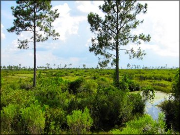 Mallory Swamp ATV Trail