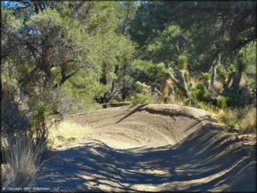 A sandy section of trail surrounded by pine and joshua trees.