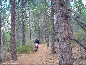 Honda CRF Dirt Bike at Prosser Hill OHV Area Trail