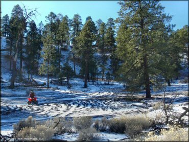 Rider on Red Honda TRX 250EX parked on ATV trail surrounded by pine trees.