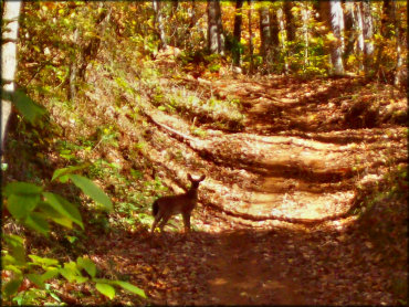 Example of terrain at Wayehutta ATV System Trail