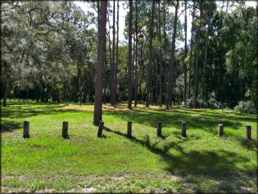 Grassy campsite with tall pine and shade trees.