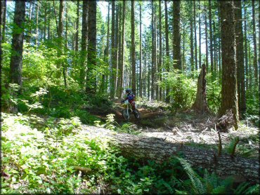 Female rider on a OHV at Upper Nestucca Motorcycle Trail System