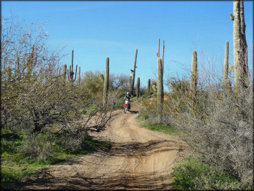Man on Honda dirt bike riding through an ATV trail surrounded by saguaro cactuses.