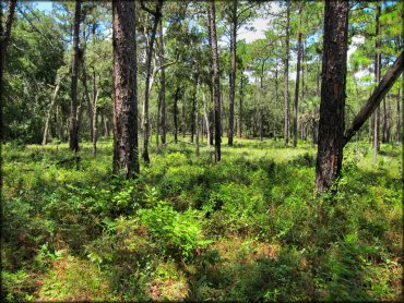 Wandering Wiregrass OHV Trail