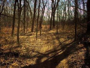 ATV trail going through the woods.