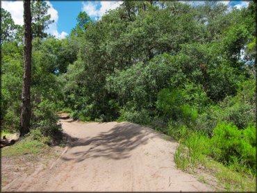 Up close photo of sandy ATV trail.