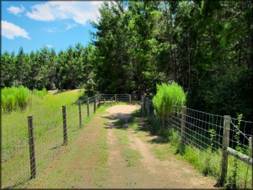 A close up photo of ATV trail surrounded by green grass, bushes and pine trees.