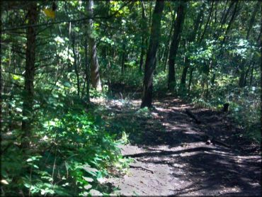 Image of ATV trail going through the woods.