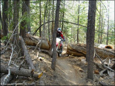 Honda CRF Trail Bike at Corral OHV Trail