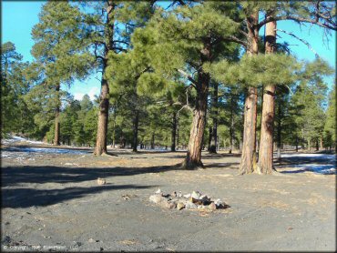 A close up photo of a primitive campsite with fire ring underneath mature pine trees.