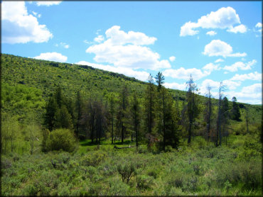 Small patch of pine trees surrounded by rolling hills and sage brush.