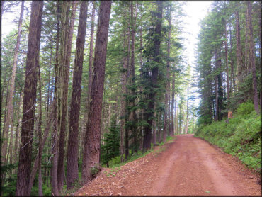 Steamboat Creek Trail