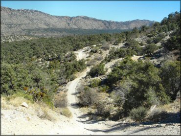 Scenic view of hardpacked ATV surrounded by high desert vegetation.