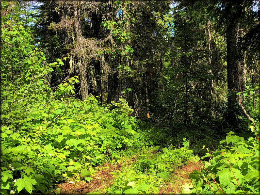 Owl Mountain Trail