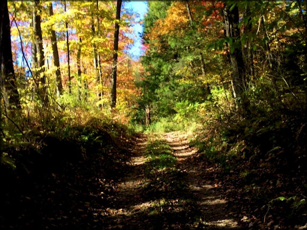 Backyard Adventure UTV Tours Trail