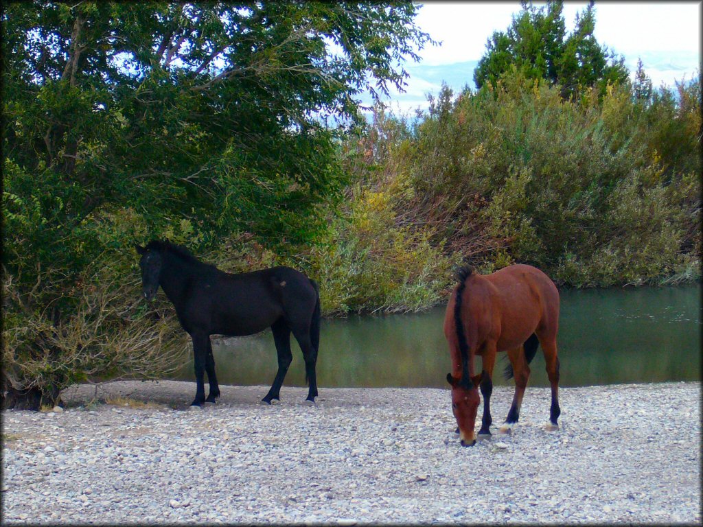 Cold Creek Trail