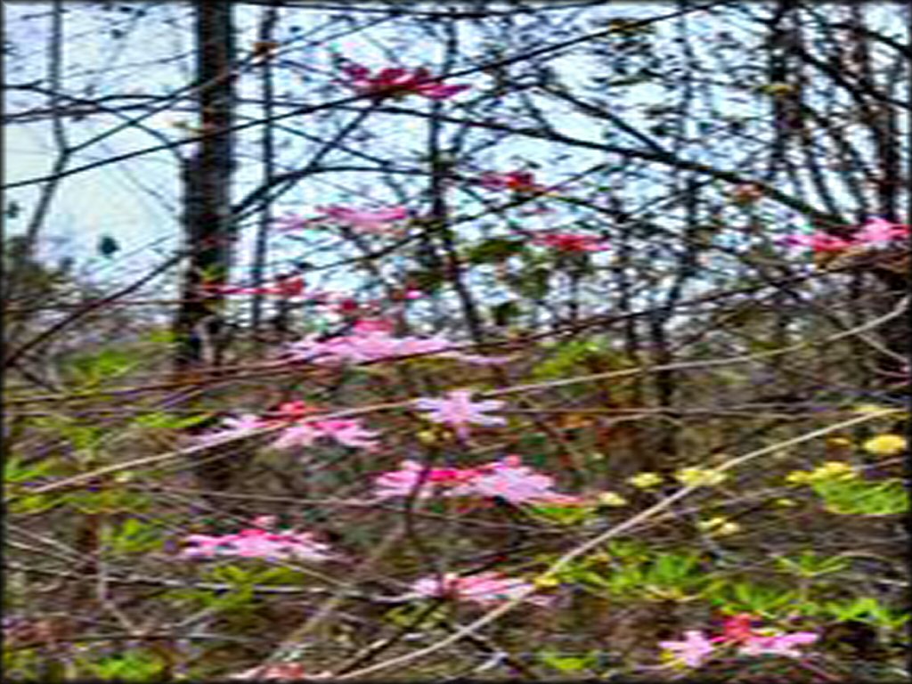 OHV at MX 56 Track and Trails OHV Area