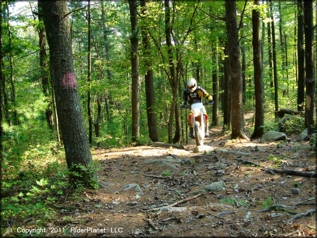 Honda CRF Motorcycle at F. Gilbert Hills State Forest Trail
