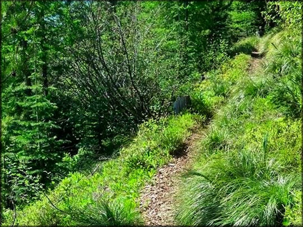 Single track motorcycle trail.