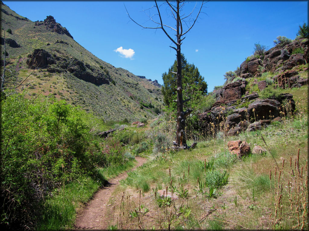 Scenic view of single track motorcycle trail winding through various vegetation.