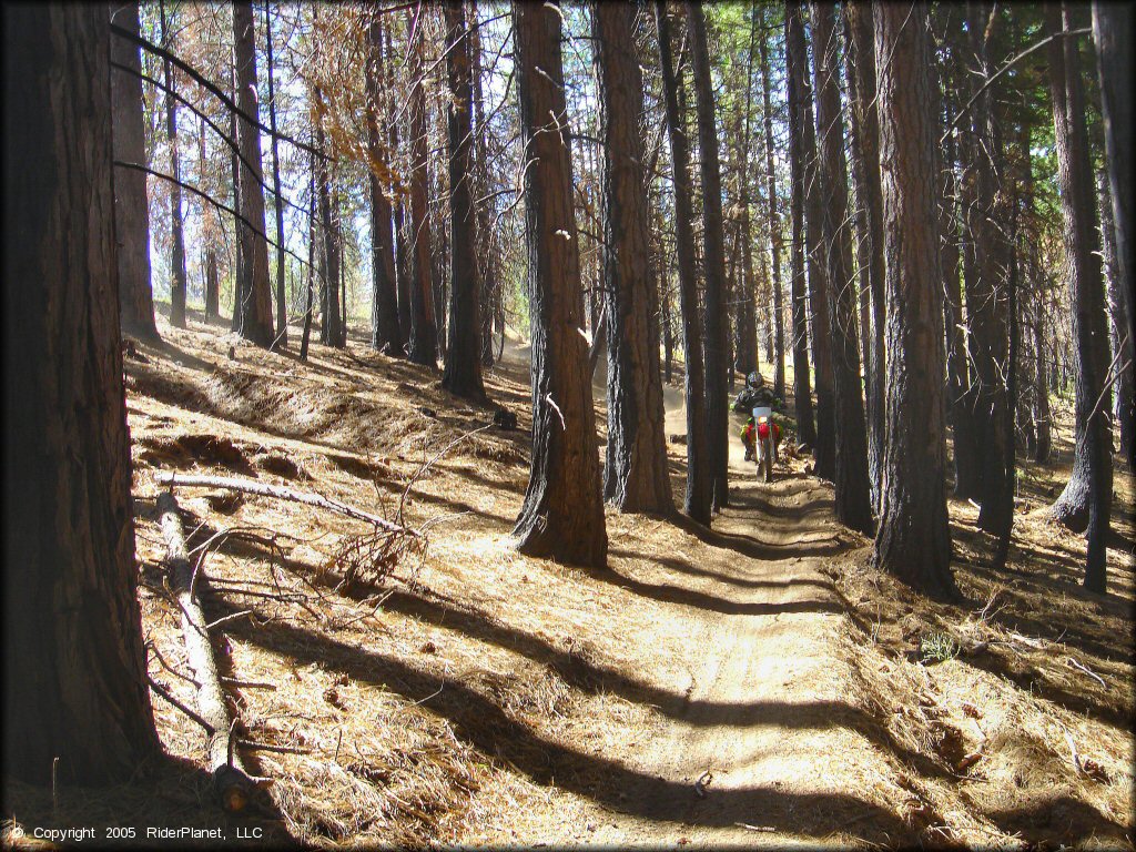 Honda CRF Dirtbike at Elkins Flat OHV Routes Trail