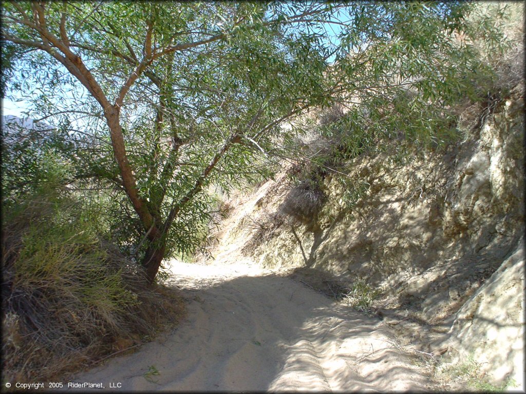 A close up photo of a sandy ATV trail winding around some creosote bushes and a shade tree.